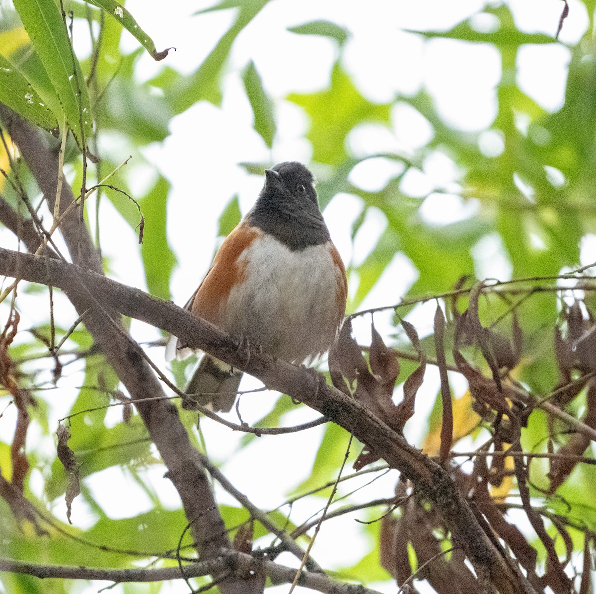 Spotted Towhee - ML645620448
