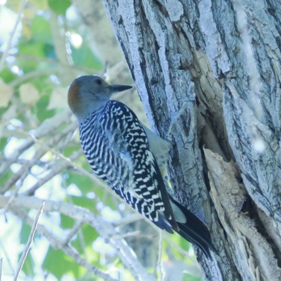 Golden-fronted Woodpecker - ML645620451