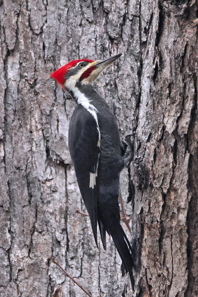 Жовна північна - ML645620453