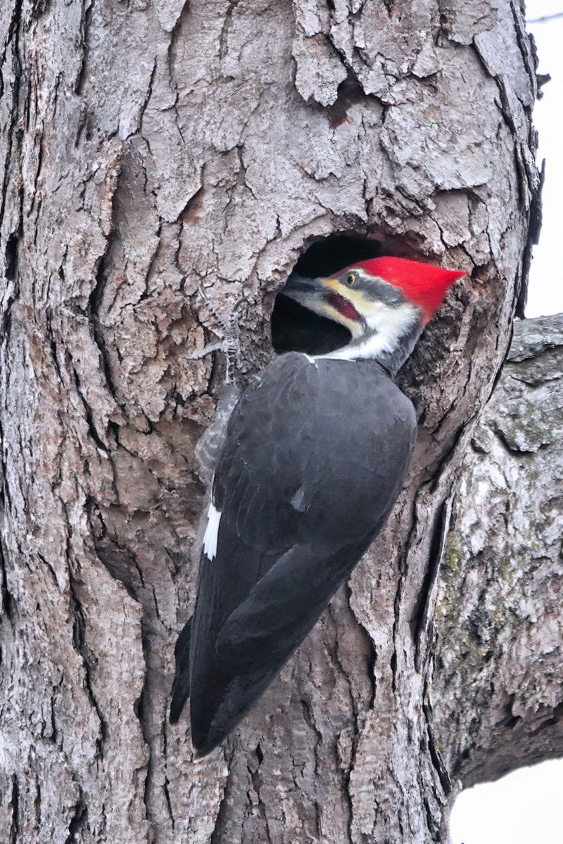 Жовна північна - ML645620454