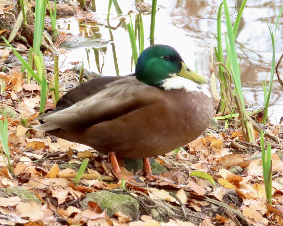 Anatra germanata - ML645620462
