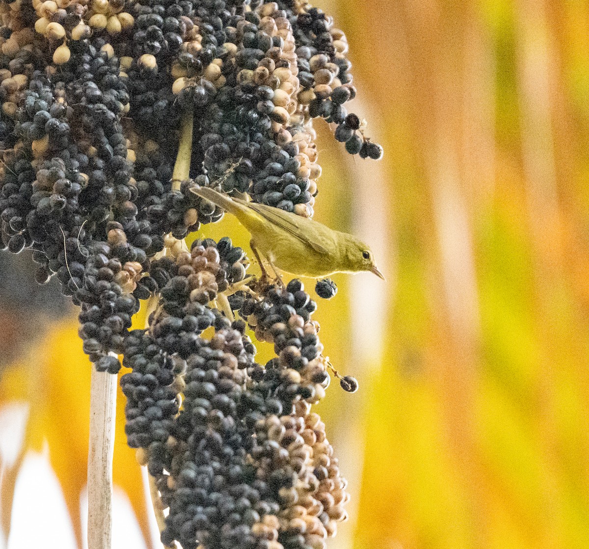 Orange-crowned Warbler - ML645620463