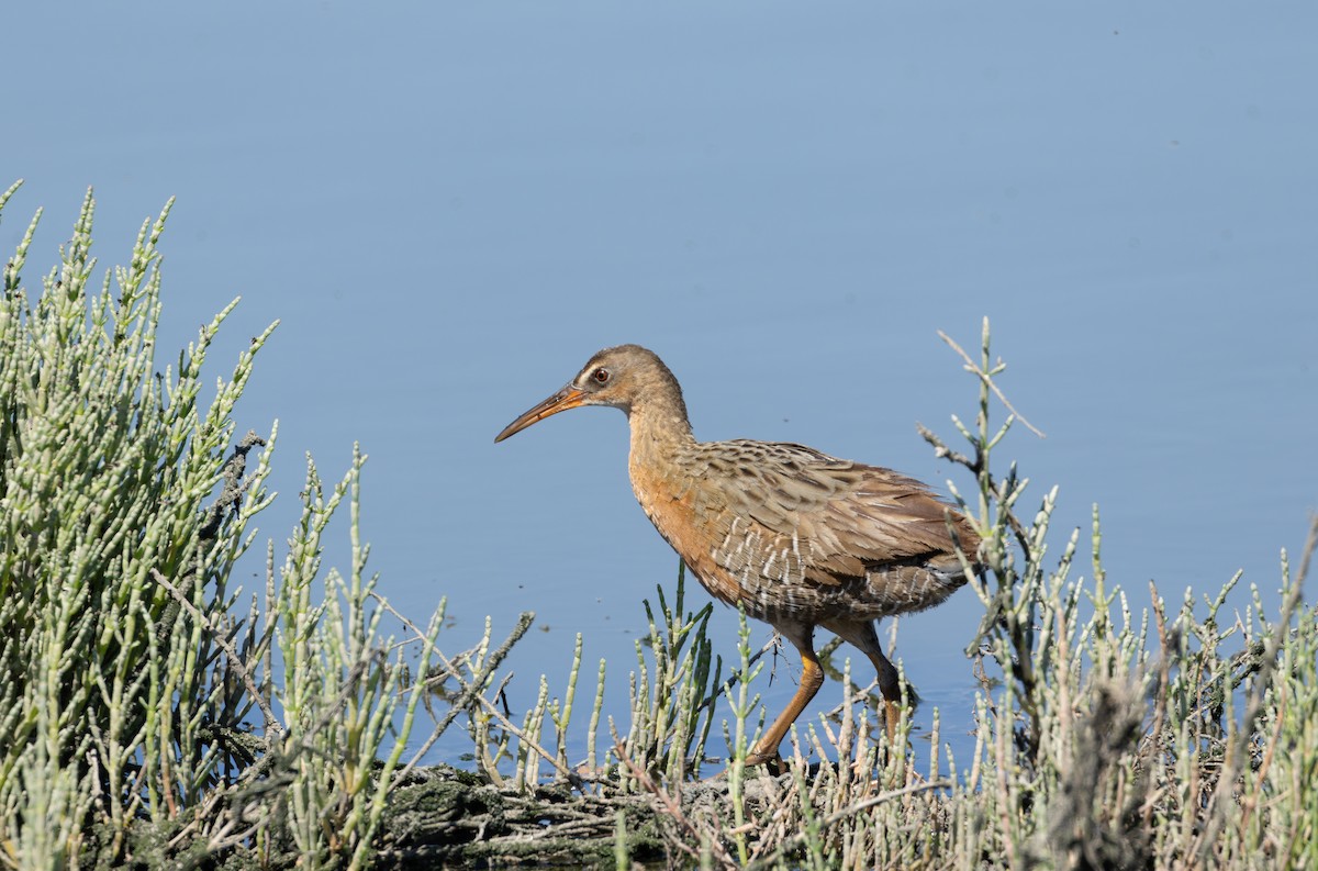 Rascón de Ridgway - ML645620464