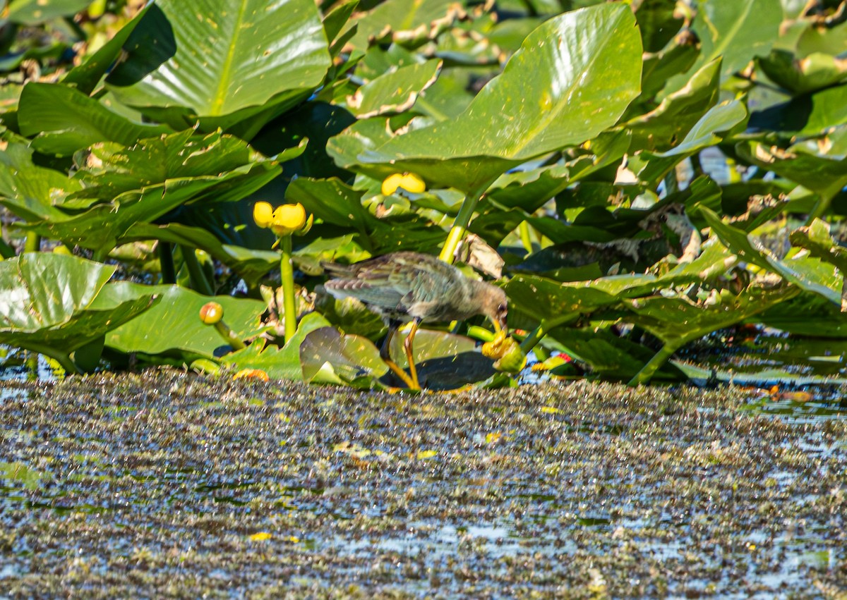 Purple Gallinule - ML645620466