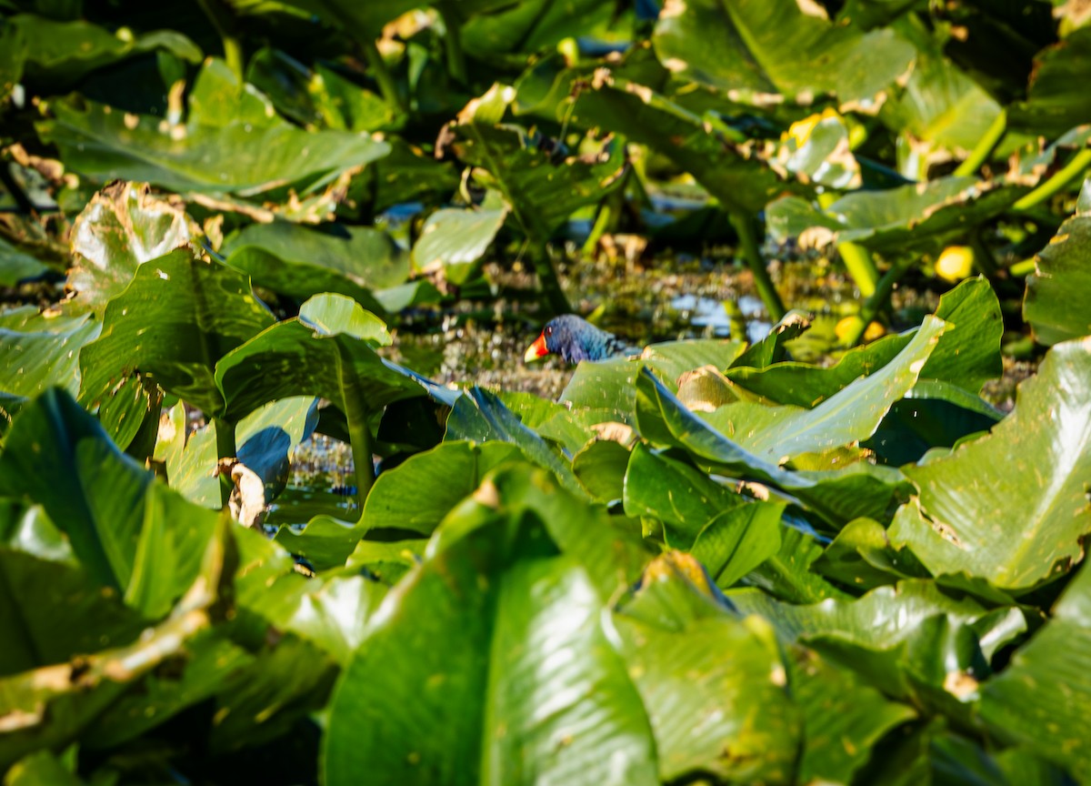 Purple Gallinule - ML645620471