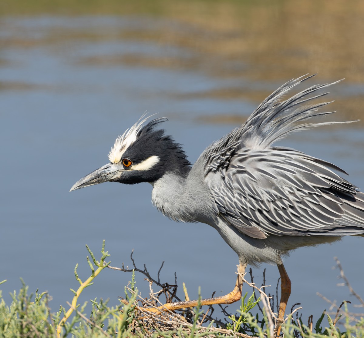 Martinete Coronado - ML645620480