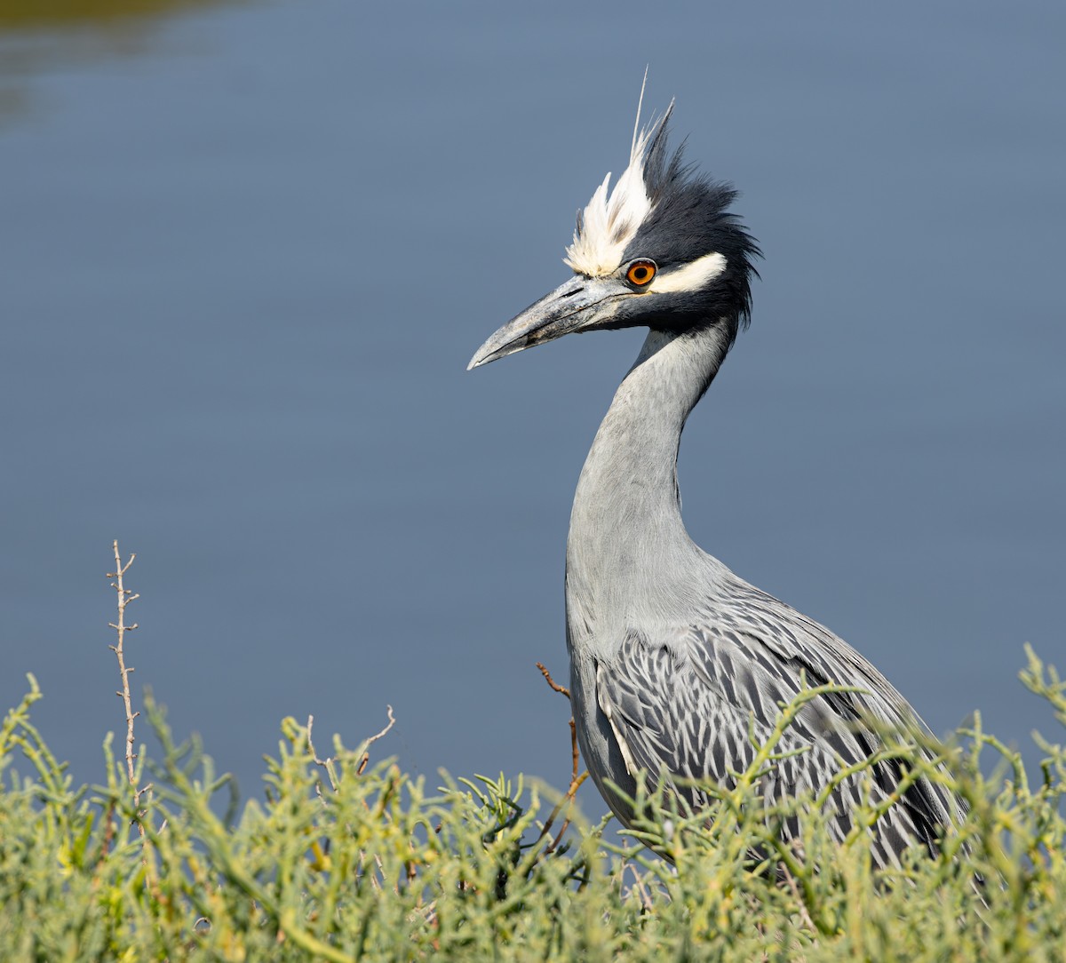 Martinete Coronado - ML645620481