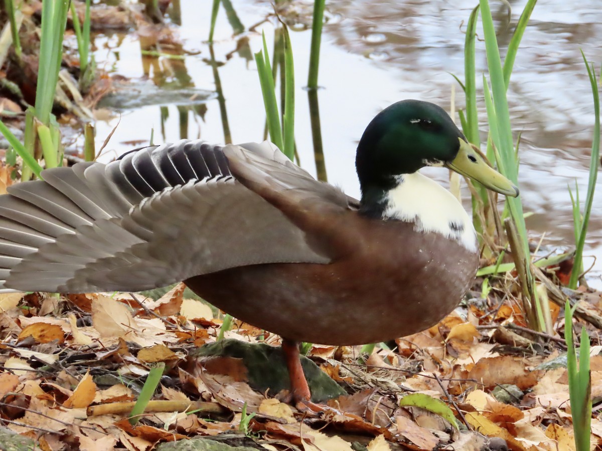 Anatra germanata - ML645620482