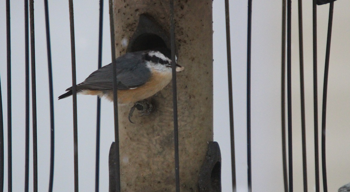 Red-breasted Nuthatch - ML645620483