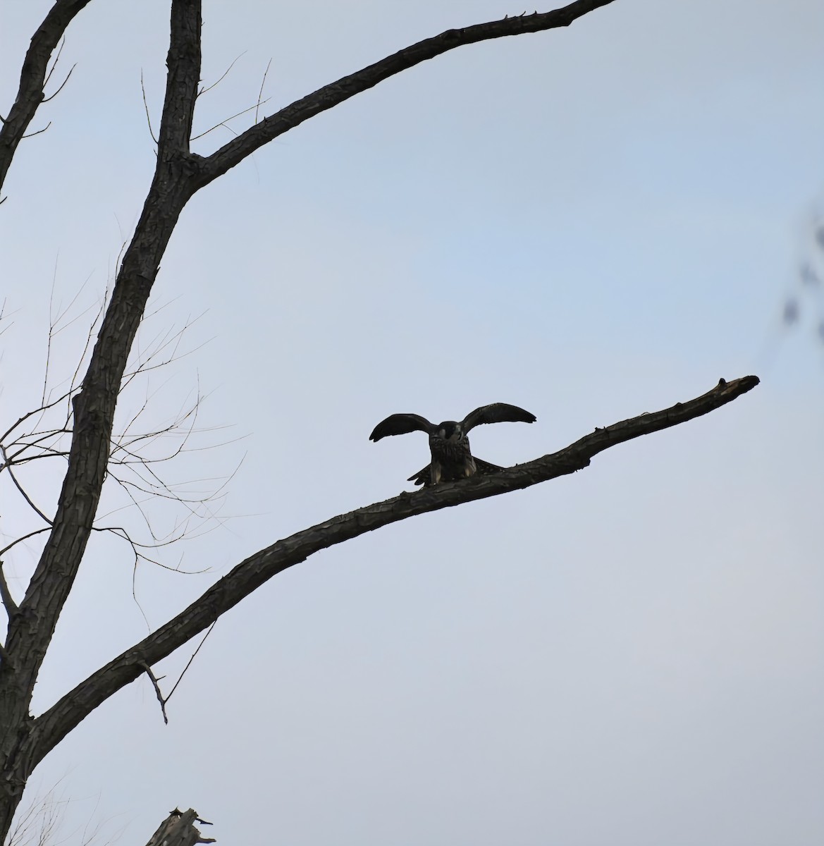 Peregrine Falcon - ML645620487