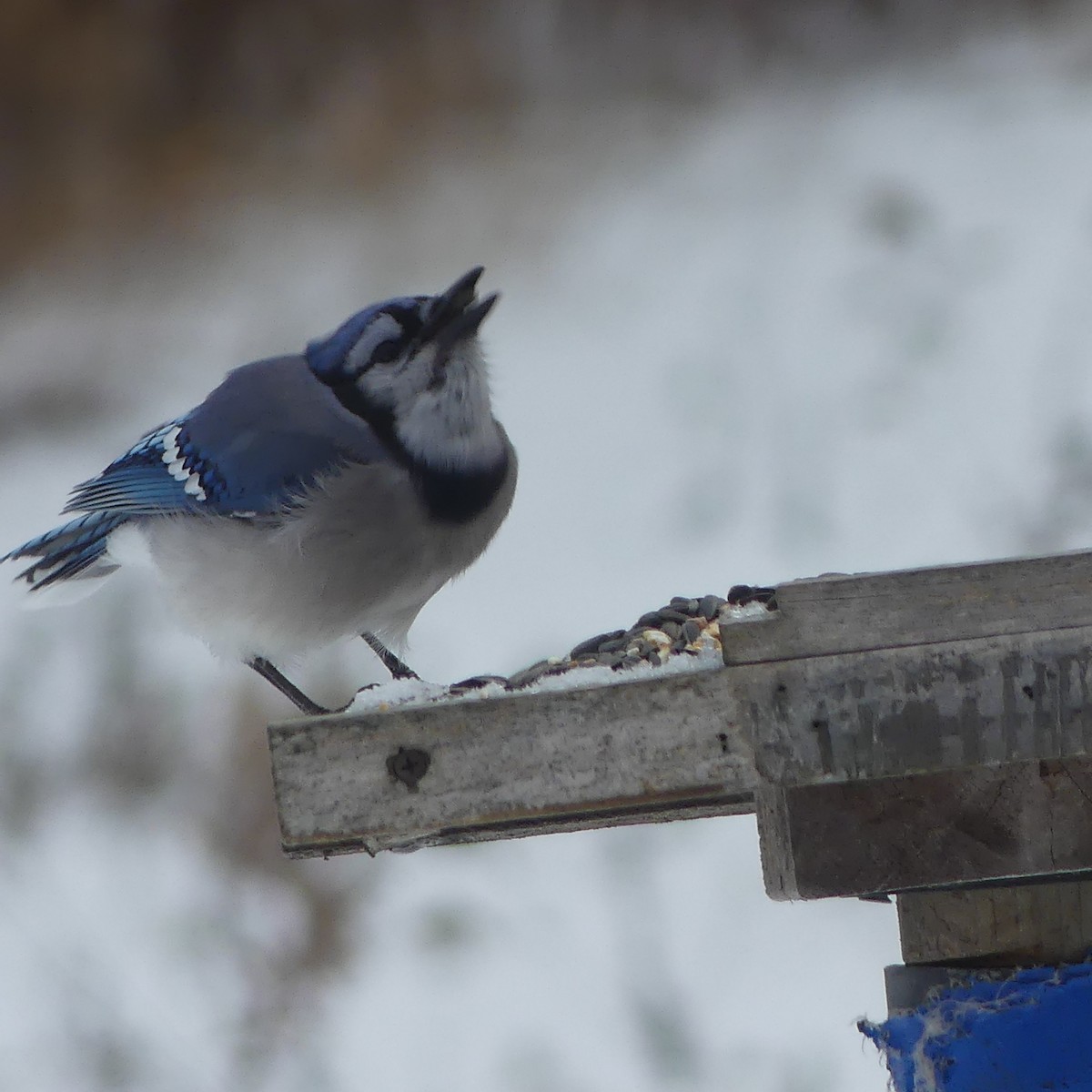 Blue Jay - ML645620489