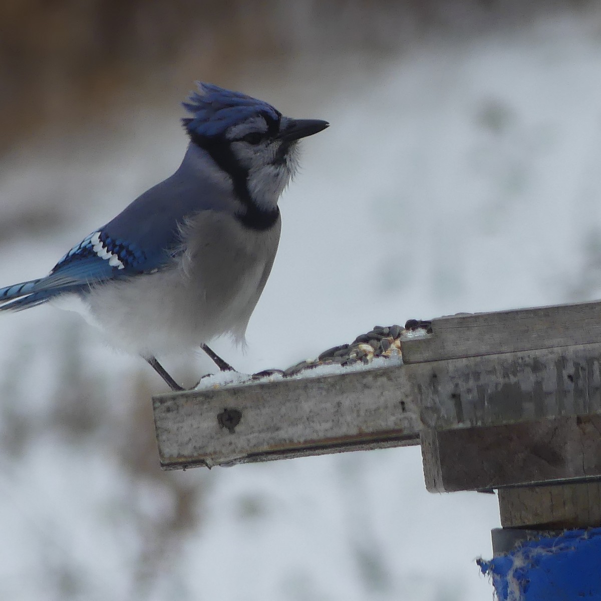 Blue Jay - ML645620490
