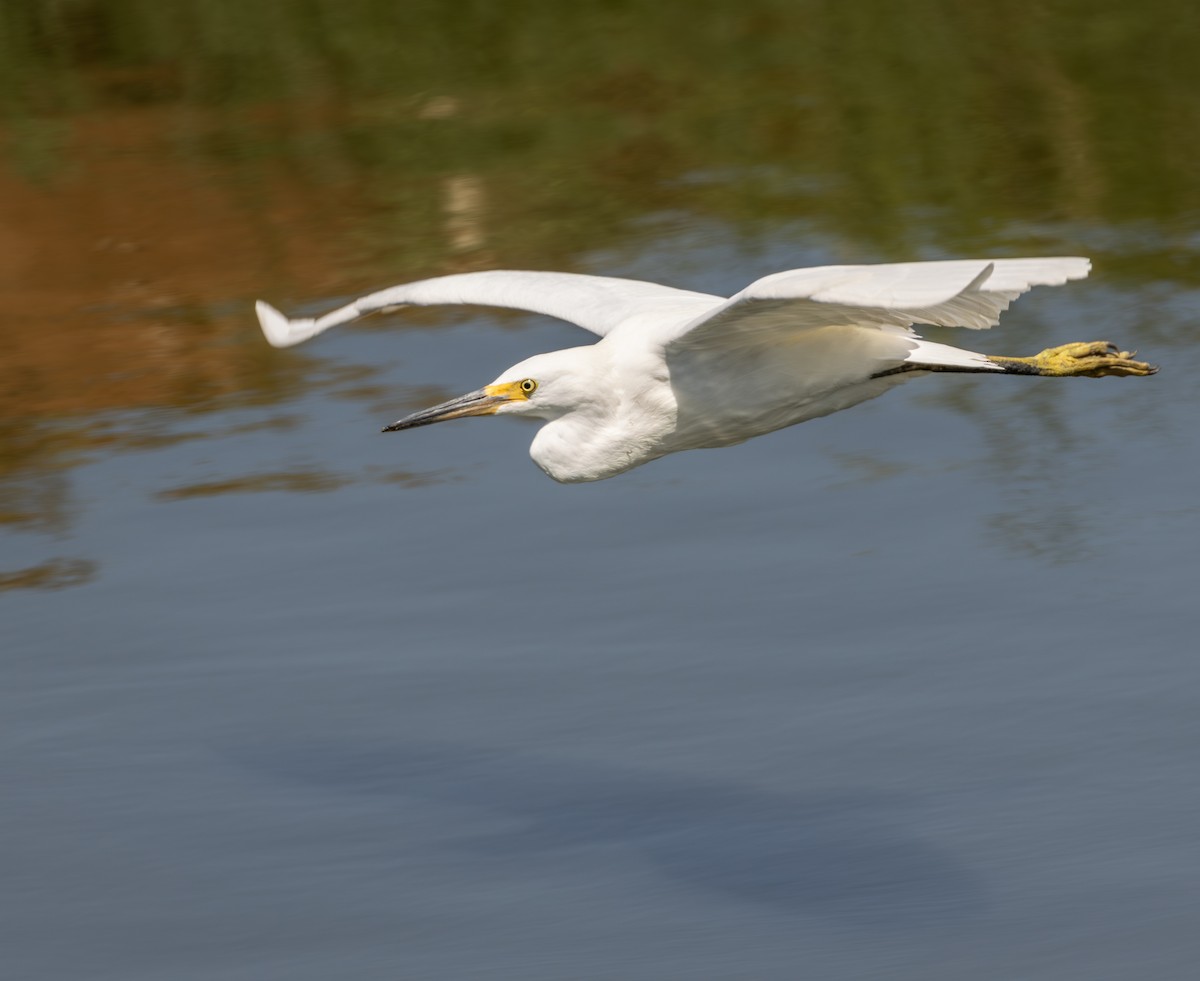 Garceta Nívea - ML645620497