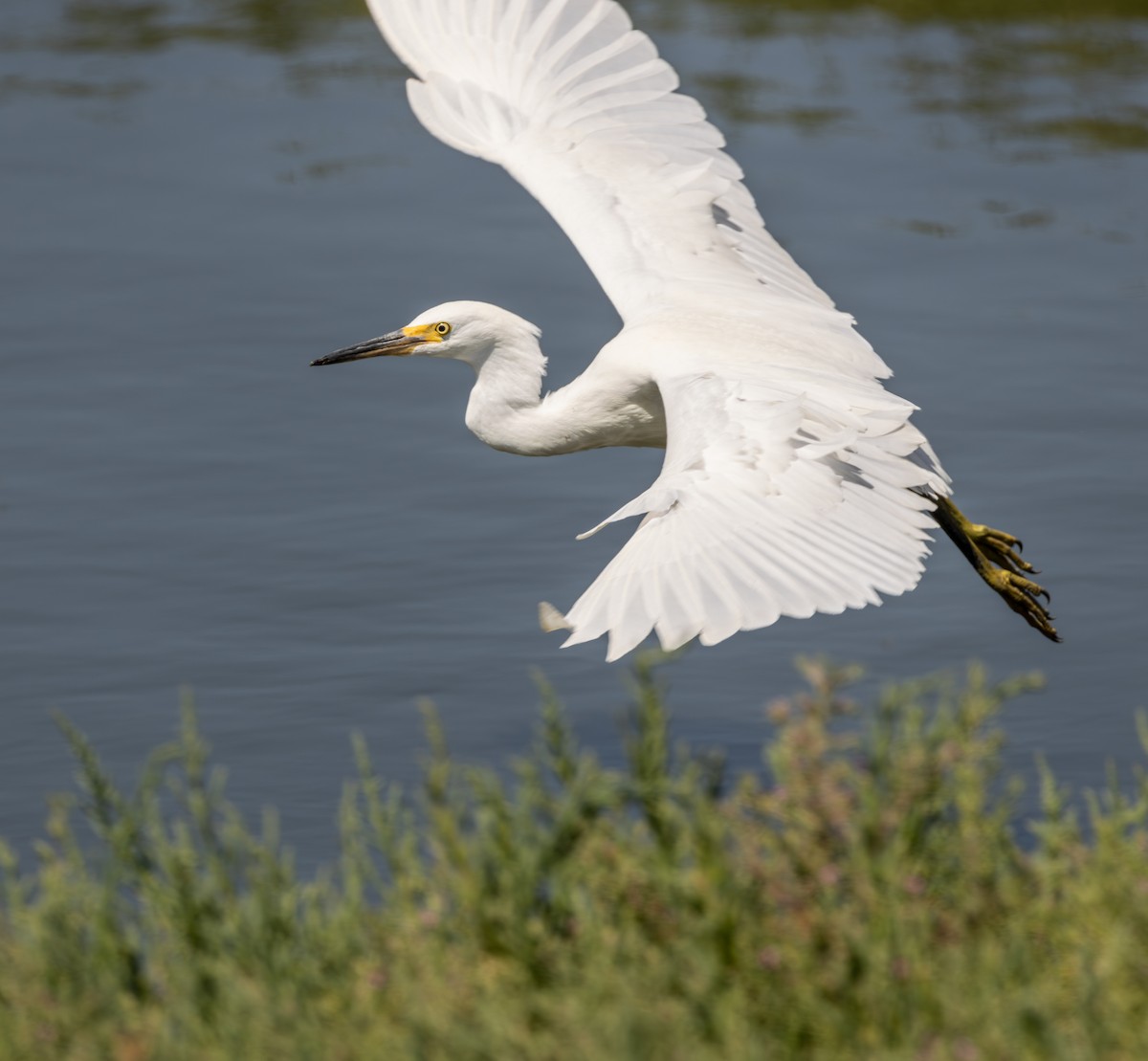 Garceta Nívea - ML645620498
