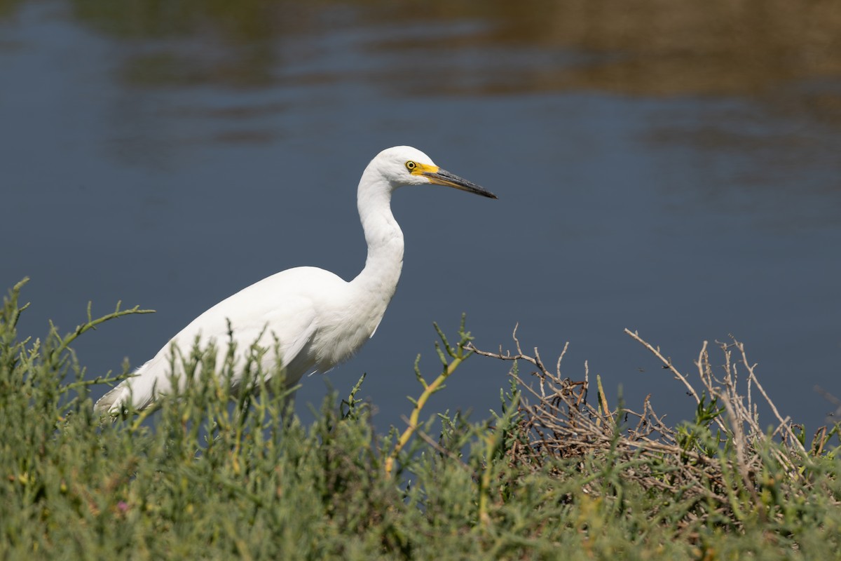 Garceta Nívea - ML645620499