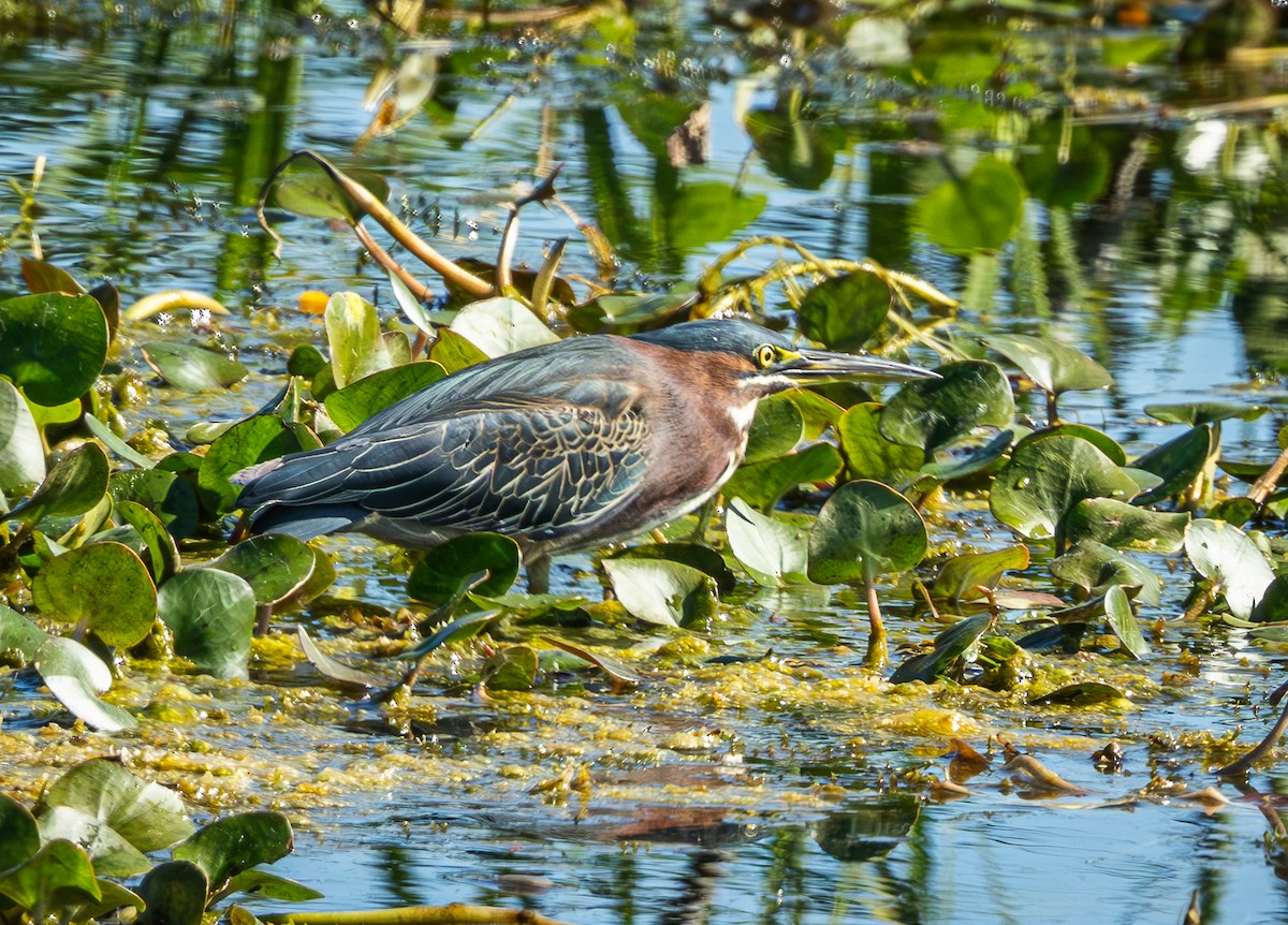 Green Heron - ML645620500
