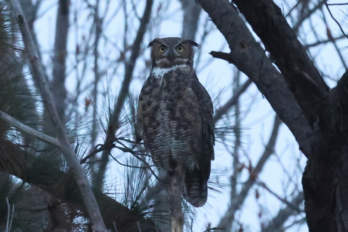 Great Horned Owl - ML645620511