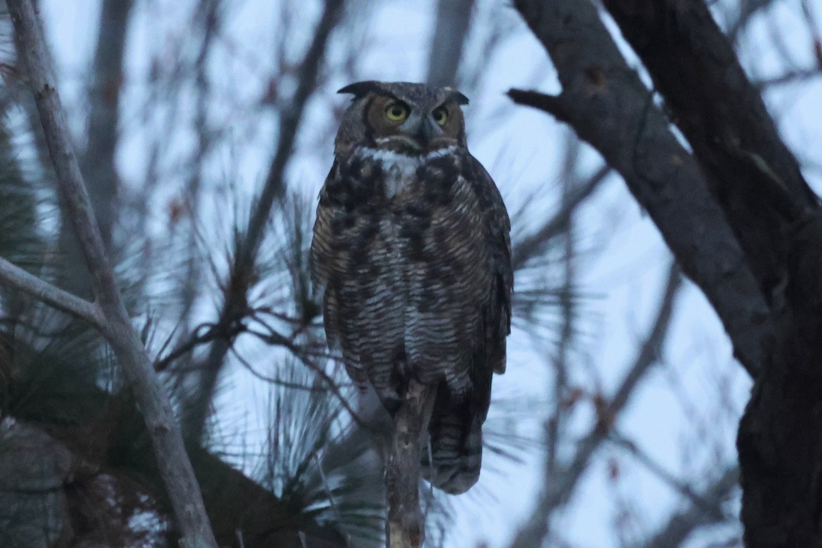 Great Horned Owl - ML645620514