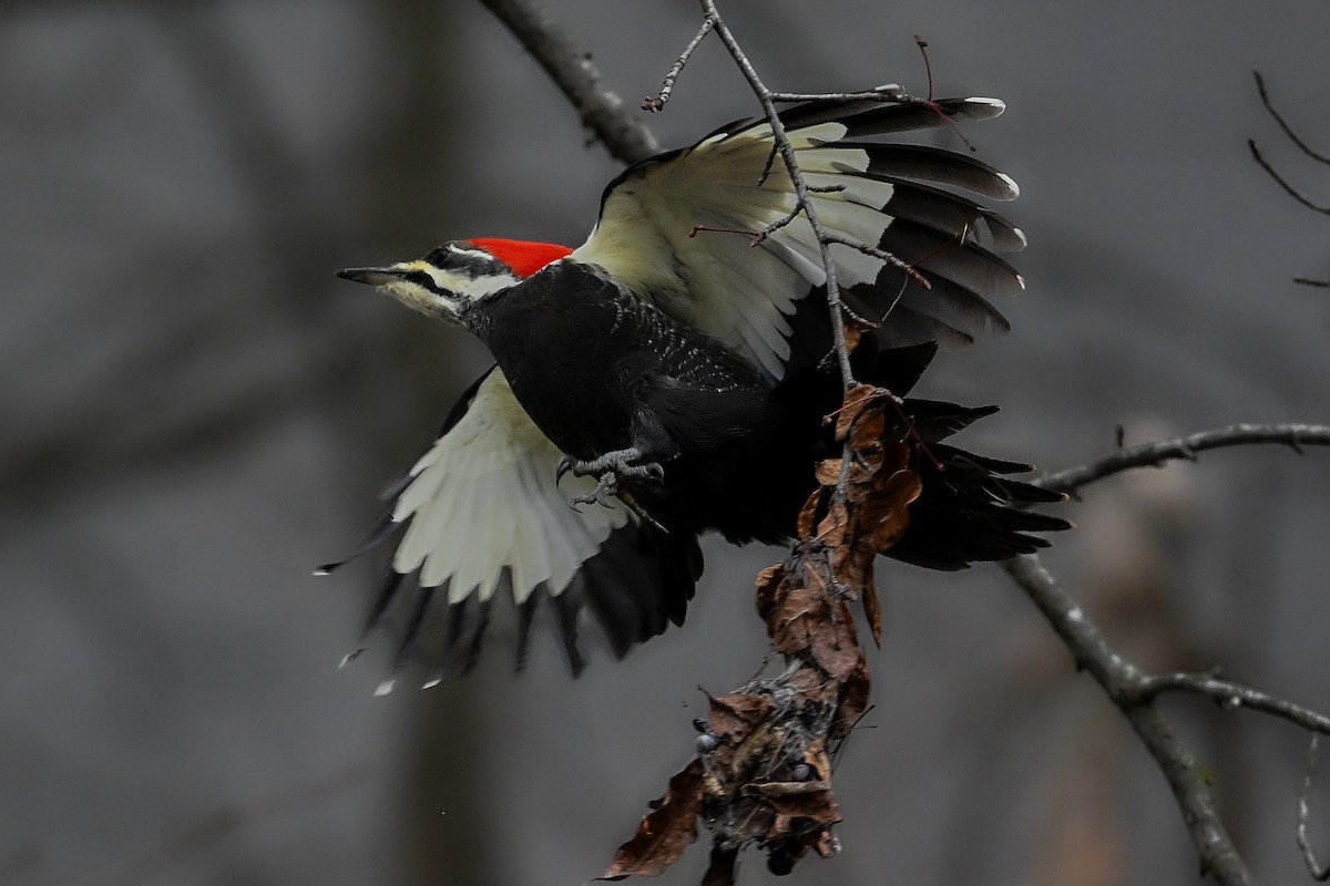 Жовна північна - ML645620515