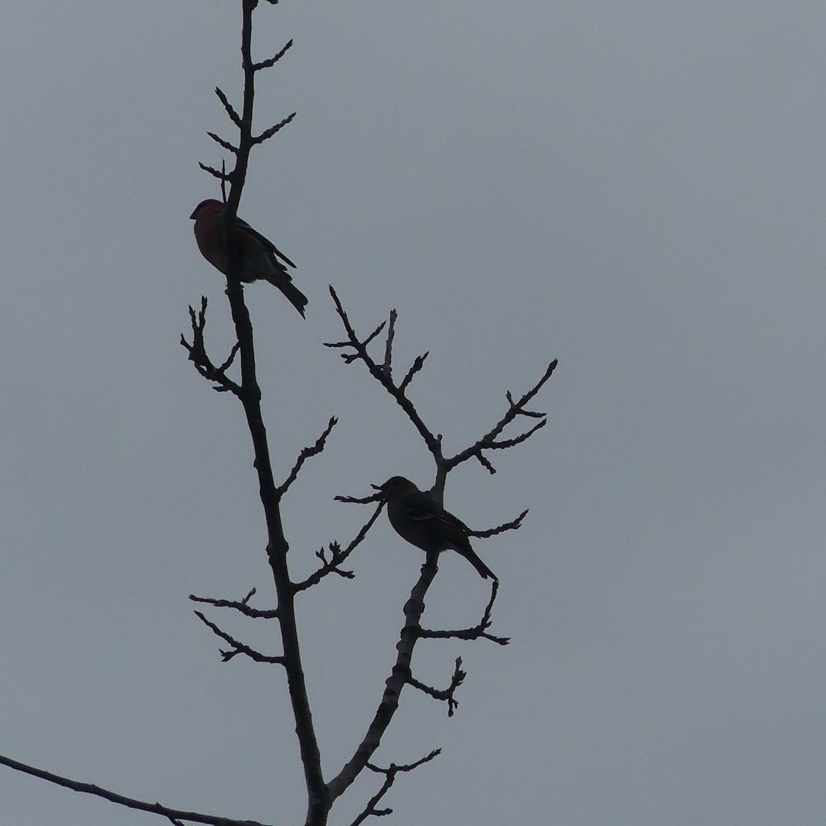 Pinu-gailupa - ML645620516