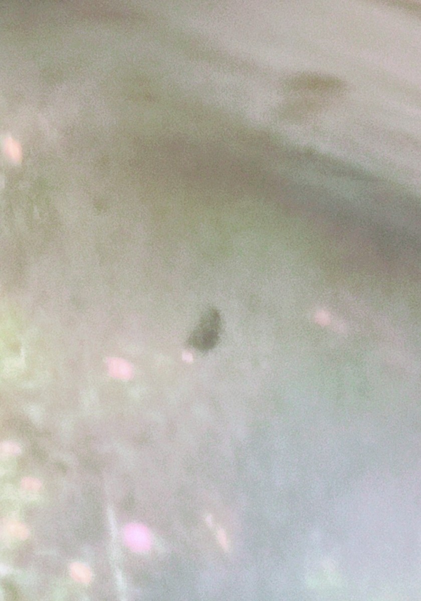 Blue-black Grassquit - ML645620518