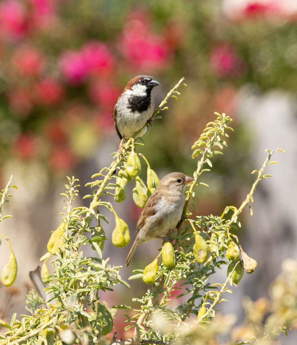 Gorrión Común - ML645620522