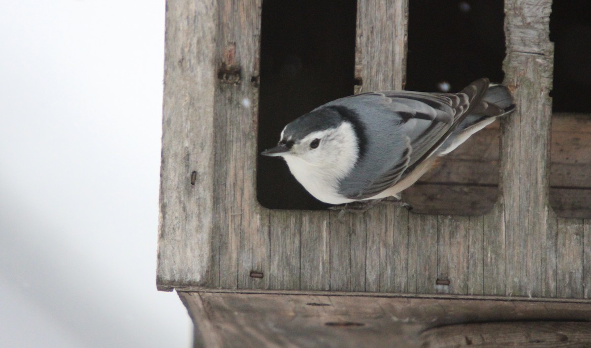 White-breasted Nuthatch - ML645620523