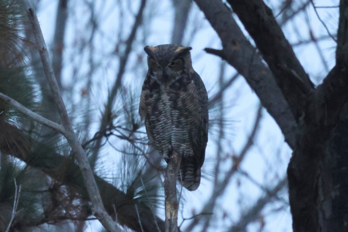 Great Horned Owl - ML645620524