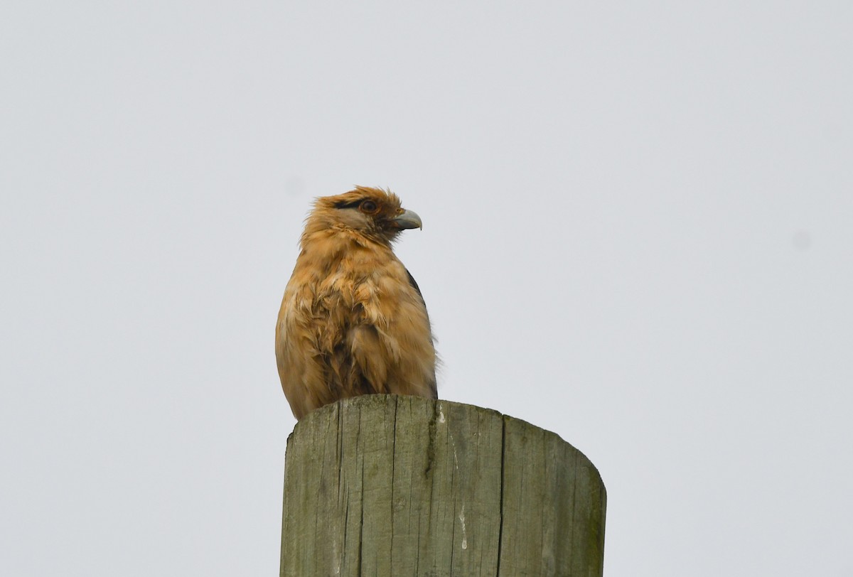 Yellow-headed Caracara - ML645620525