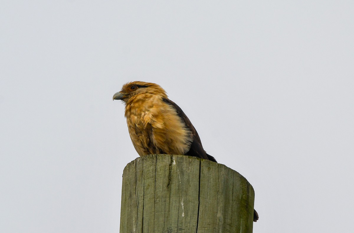 Yellow-headed Caracara - ML645620526