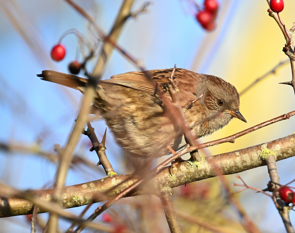 Heckenbraunelle - ML645620528