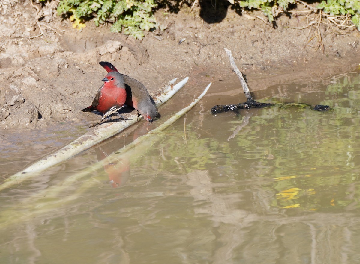 African Firefinch - ML645620530