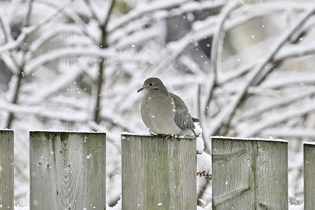 ナゲキバト - ML645620531