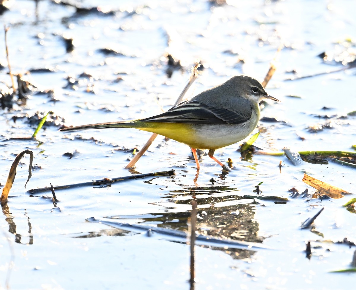 Gebirgsstelze - ML645620532