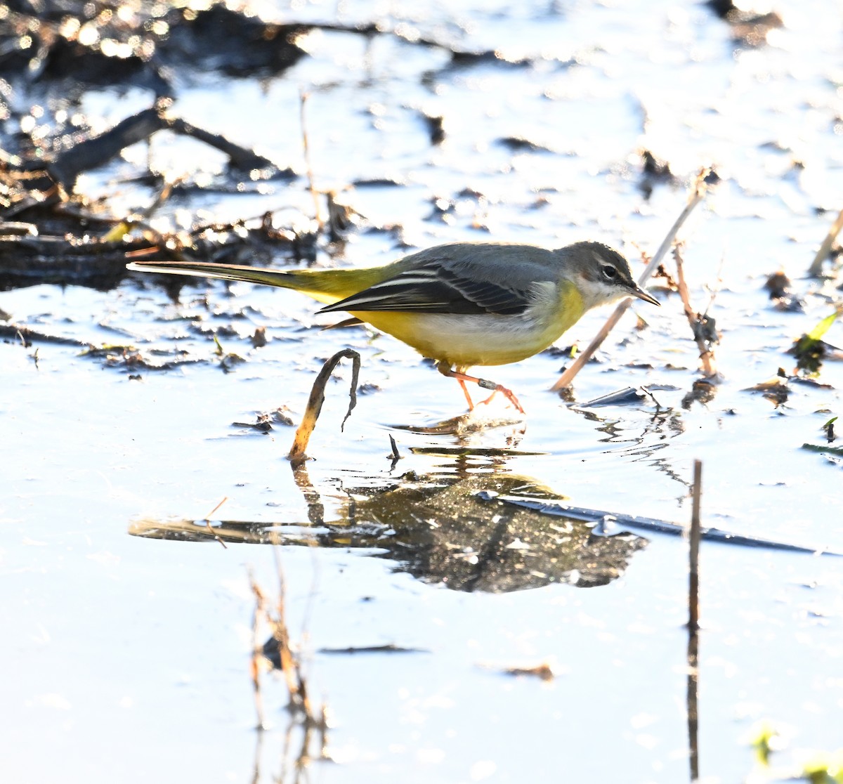 Gebirgsstelze - ML645620533