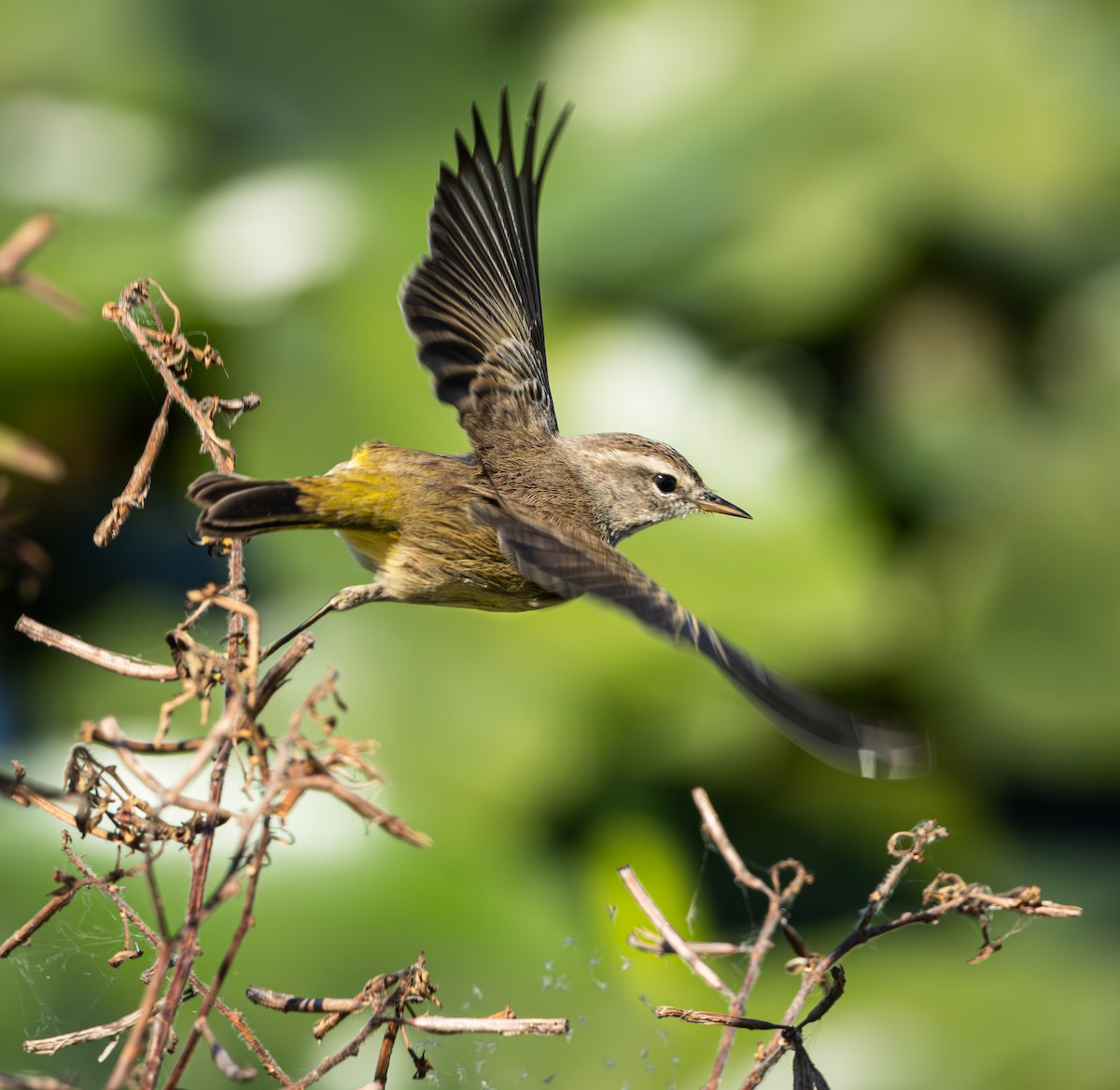 Palmenwaldsänger - ML645620536