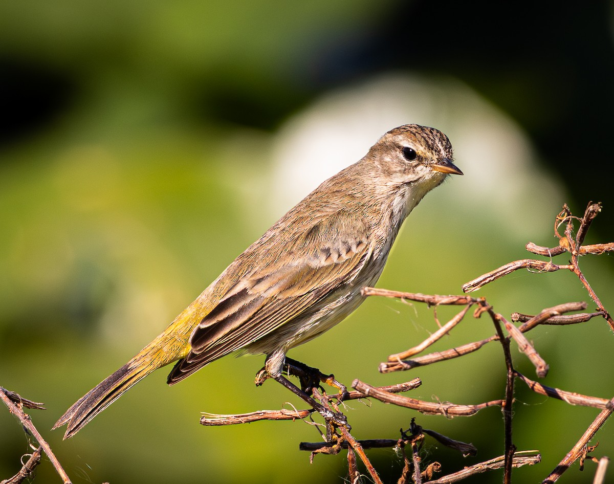 Palmenwaldsänger - ML645620538