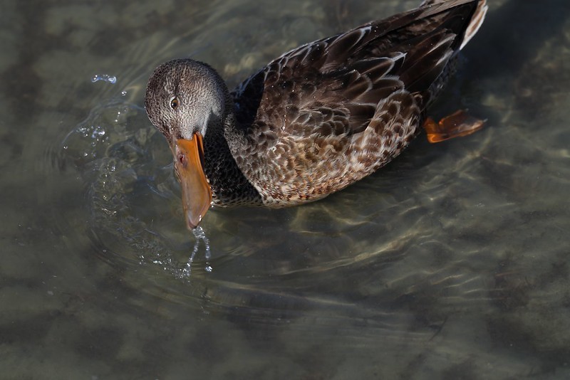 Löffelente - ML645620540