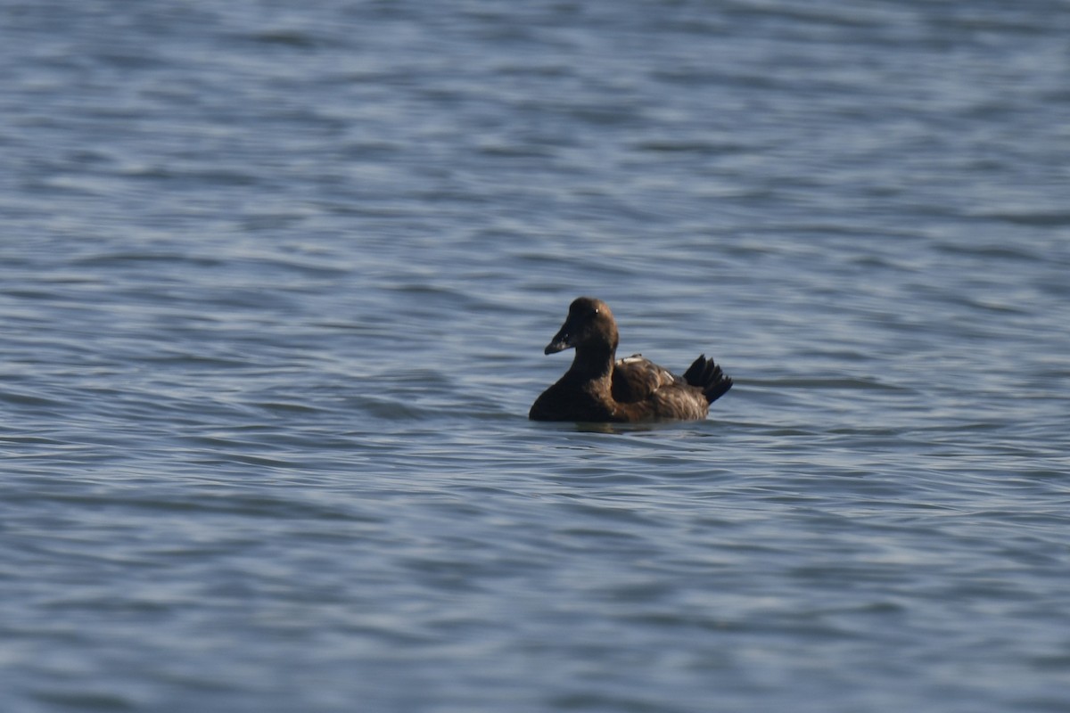 Eiderente - ML645620541