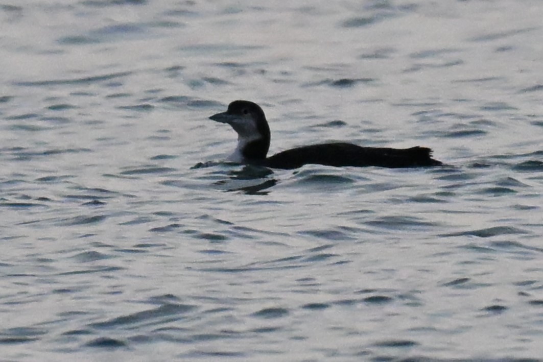 Eistaucher - ML645620543