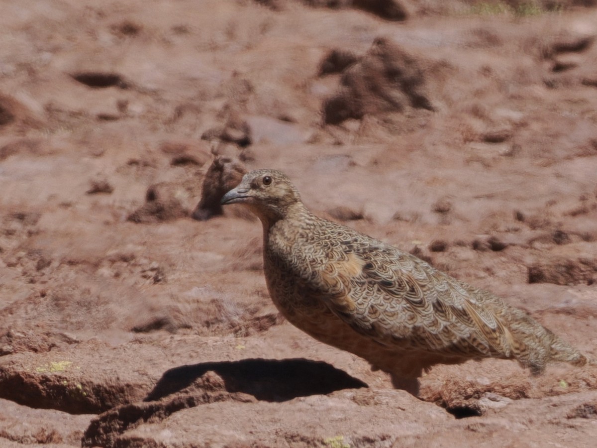 Rotbauch-Höhenläufer - ML645620544