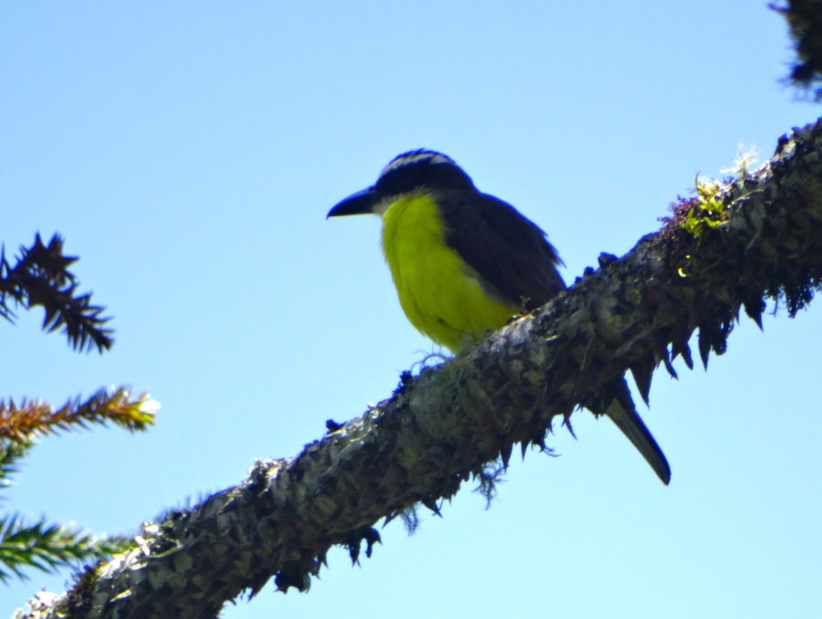 Starkschnabel-Maskentyrann - ML645620545