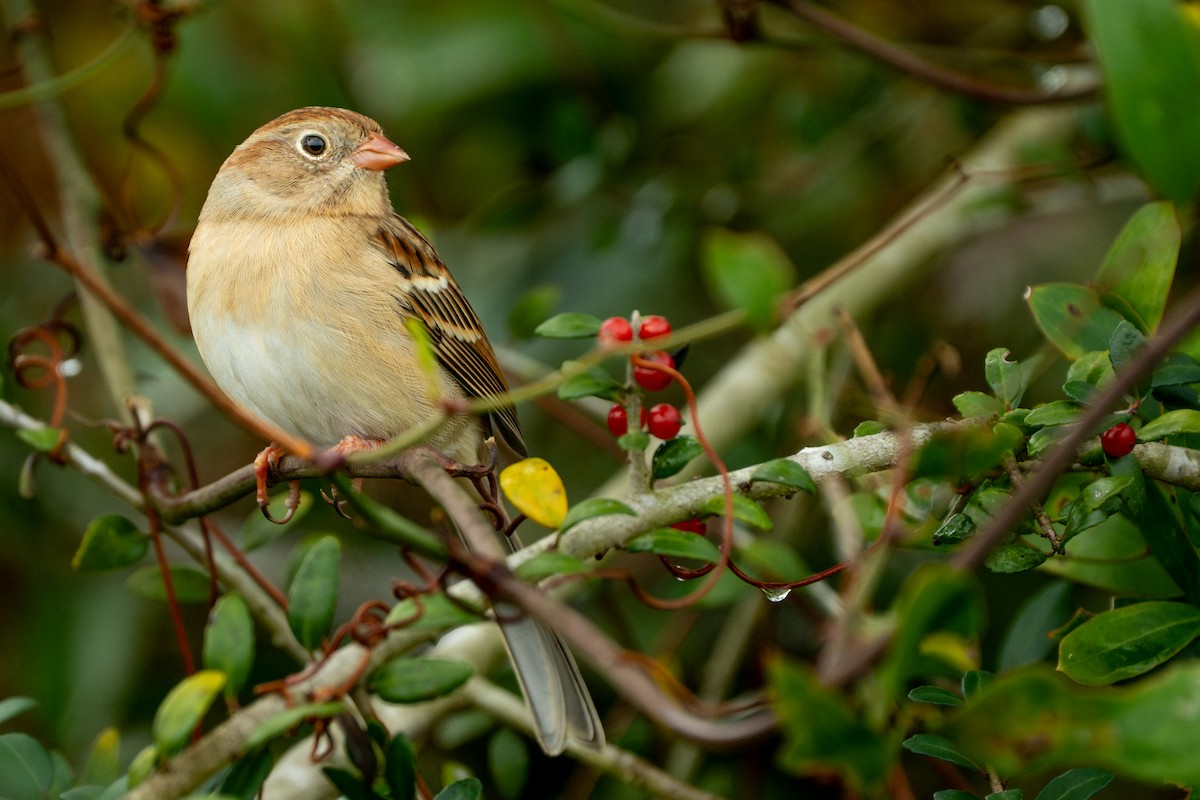 Klapperammer - ML645620546