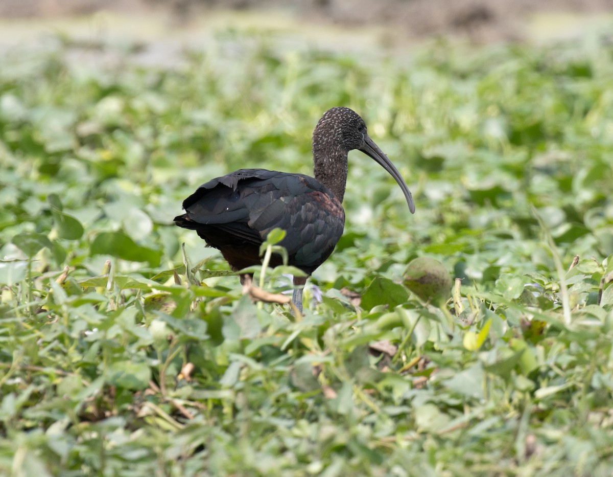 Sichler - ML645620547