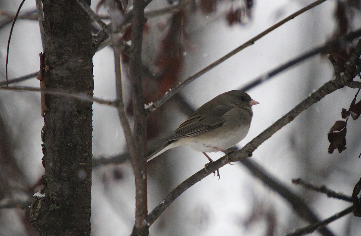 Winterammer - ML645620548