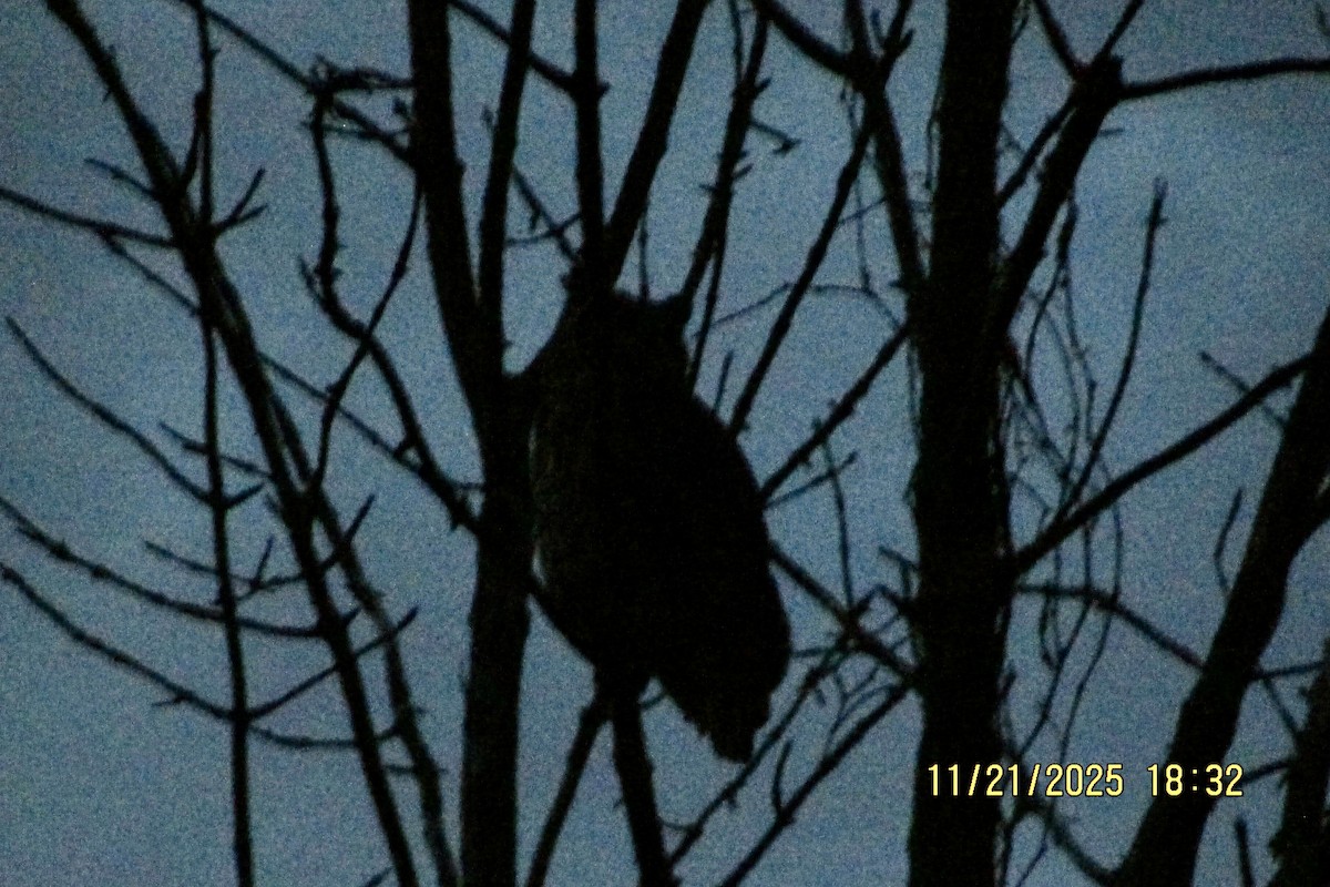 Virginiauhu - ML645620549