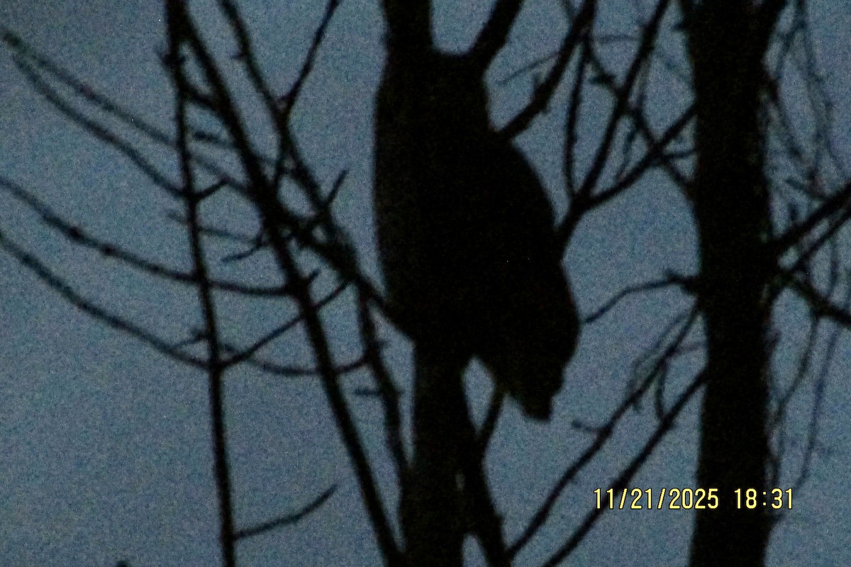 Great Horned Owl - ML645620550