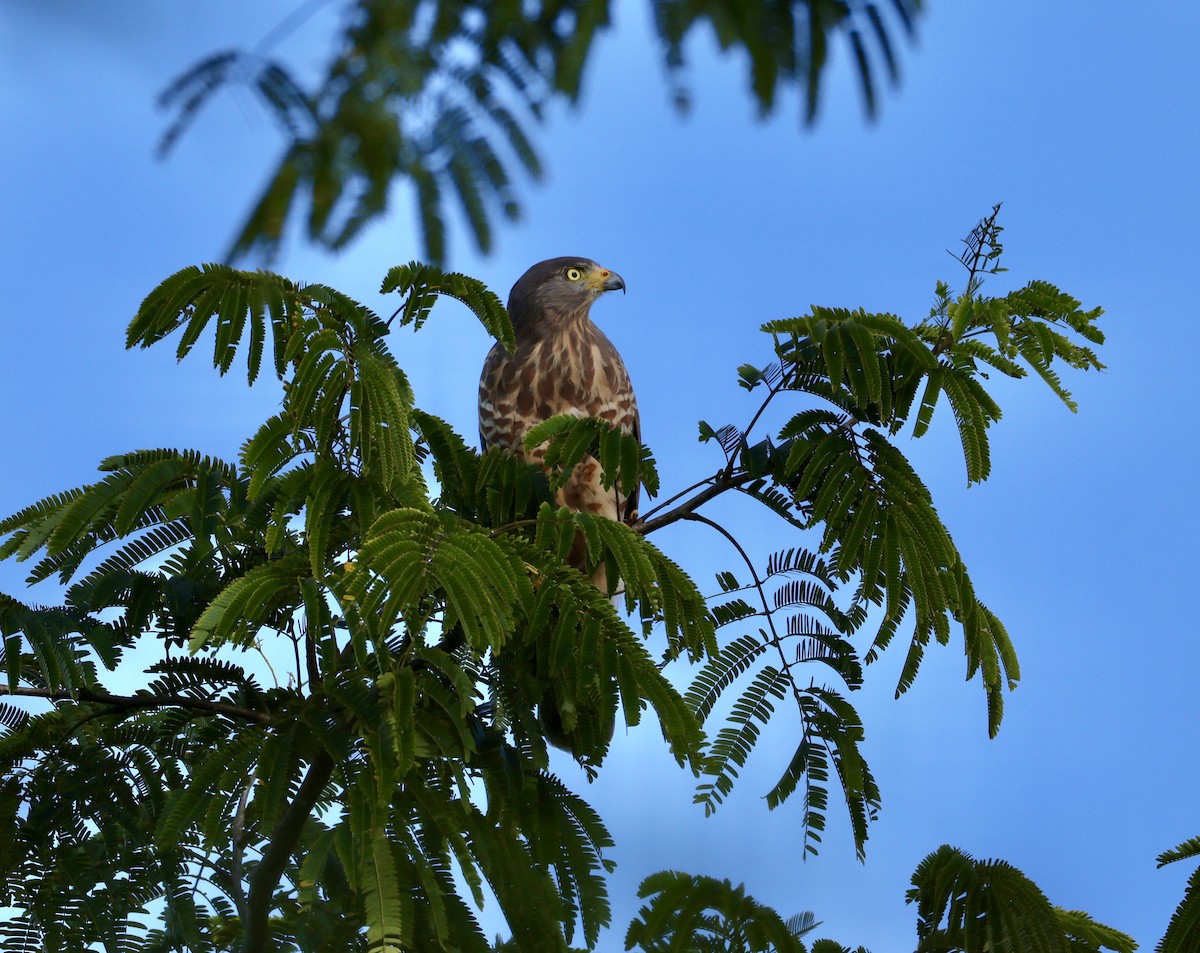 Wegebussard - ML645620552