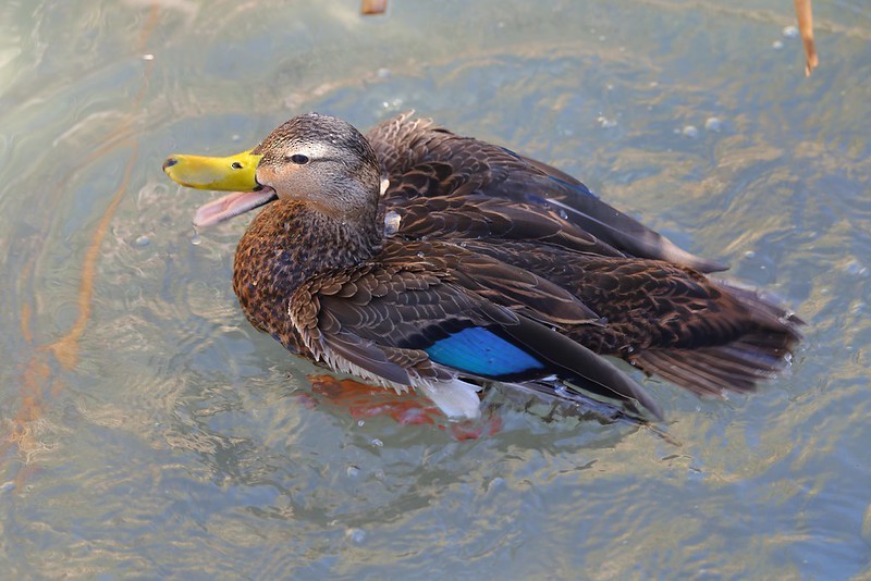 Floridaente - ML645620553