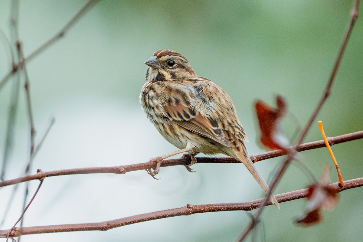 Singammer - ML645620554